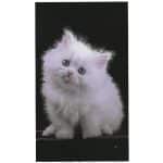 White Kitten Microfiber Beach Towel Black Background